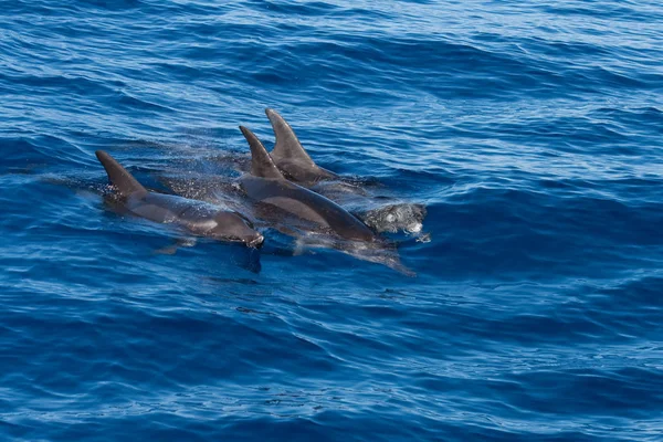 Dolfijnen Aquatische Vis Dier — Stockfoto