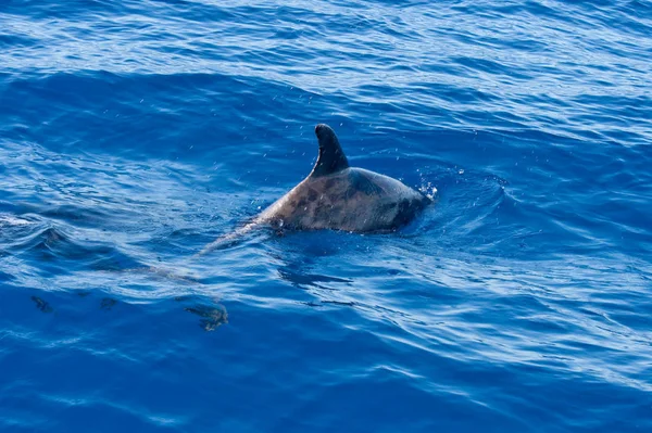 Delfines Peces Acuáticos Animales — Foto de Stock