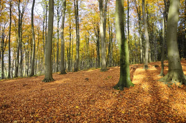 Waldboden Herbstwald — Stockfoto