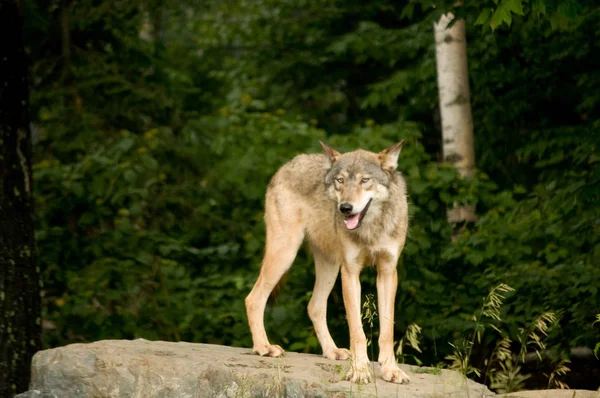 Atención Lobo Grandes Llanuras — Foto de Stock