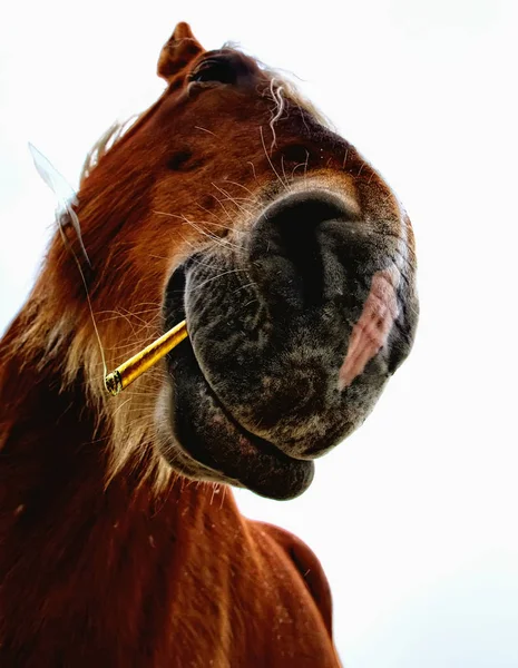 cute horse at wild nature