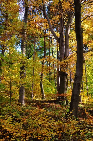 Лесная Прогулка Осенью — стоковое фото