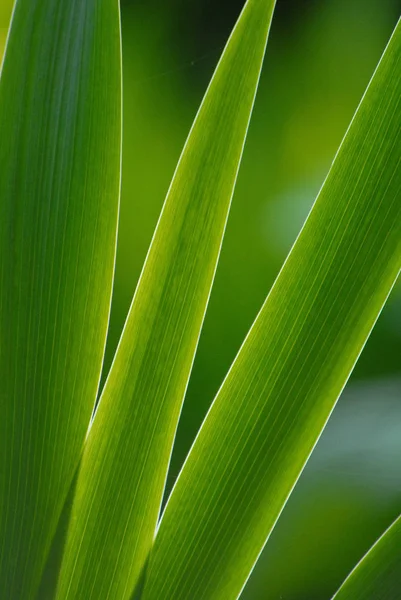 Зелене Листя Ботанічна Флора — стокове фото