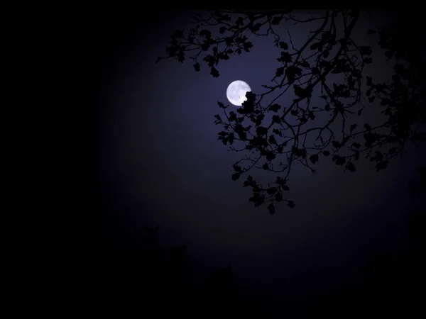 Volle Maan Nachtelijke Hemel — Stockfoto