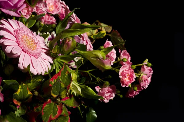 Rosa Blumen Vor Schwarzem Hintergrund — Stockfoto