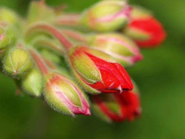 Belleza Planta Flor Durante Día — Foto de Stock
