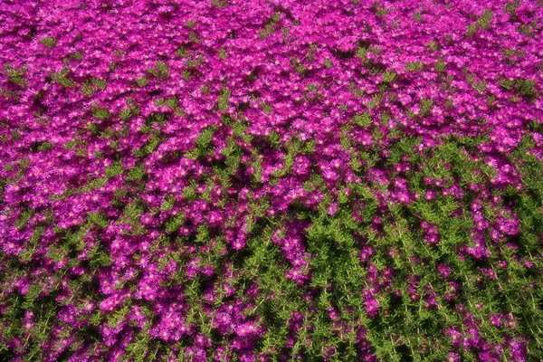 Närbild Skott Rosa Prästkragar — Stockfoto