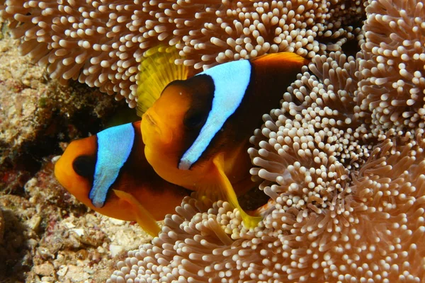 Leben Roten Meer — Stockfoto