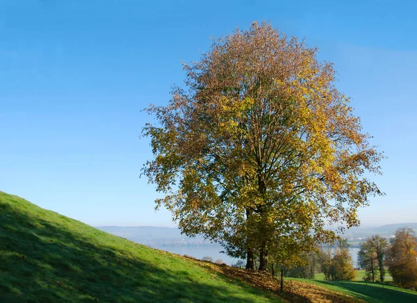 Beau Feuillage Automne Coloré — Photo