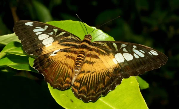 Närbild Insekter Vild Natur — Stockfoto