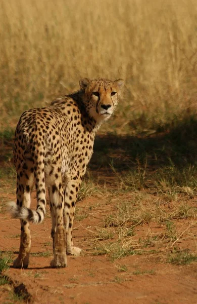 Guépard Tacheté Grand Chat Prédateur — Photo