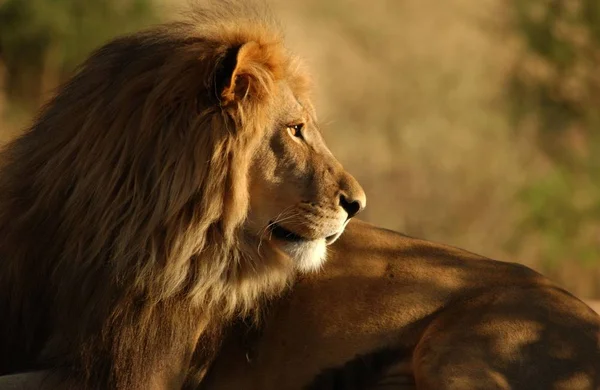 Landskap Namibia Öknen — Stockfoto