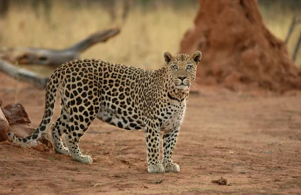 Gepardí Kočka Leopardí Zvíře — Stock fotografie