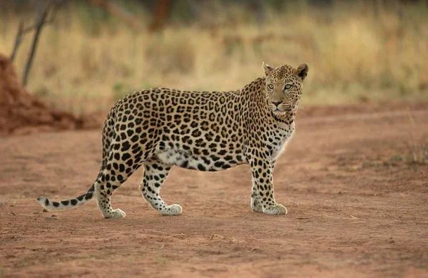 Geparden Leopard Katze Raubtier — Stockfoto