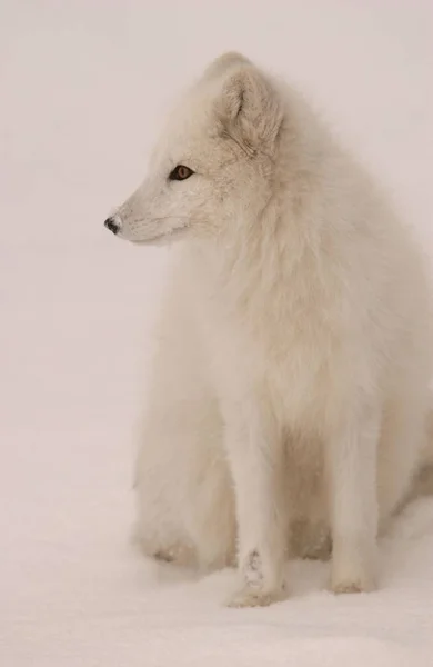 Uitzicht Witte Vos — Stockfoto