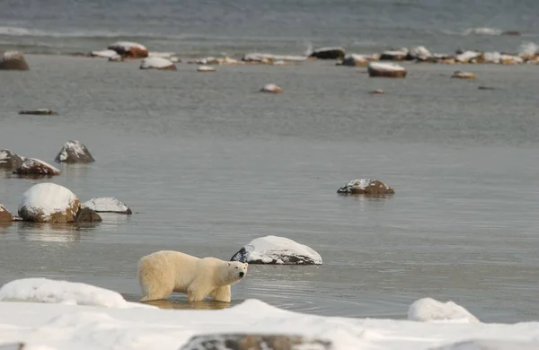 Urso Polar Neve — Fotografia de Stock