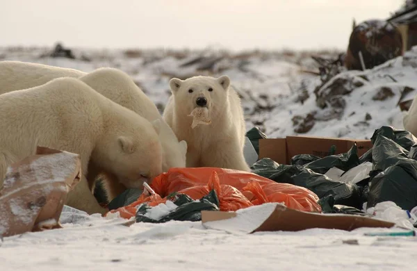 ホッキョクグマの群れは — ストック写真