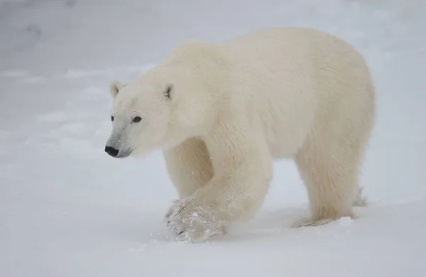 Арктичний Білий Полярний Ведмідь Хижак — стокове фото