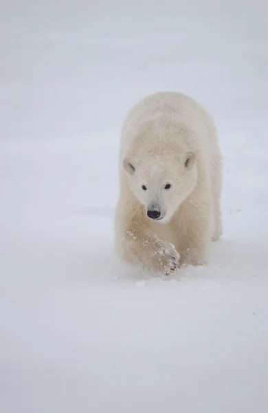 Predador Urso Polar Branco Ártico — Fotografia de Stock