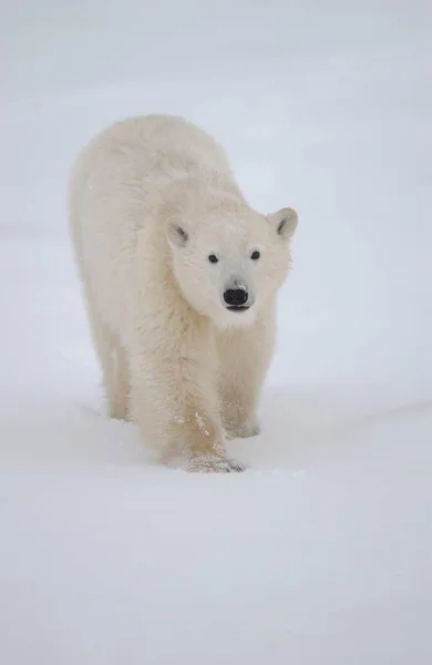 Depredador Polar Polar Blanco Ártico — Foto de Stock
