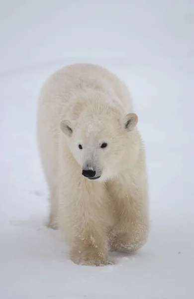 Arctic White Polar Bear Predator — Stock Photo, Image