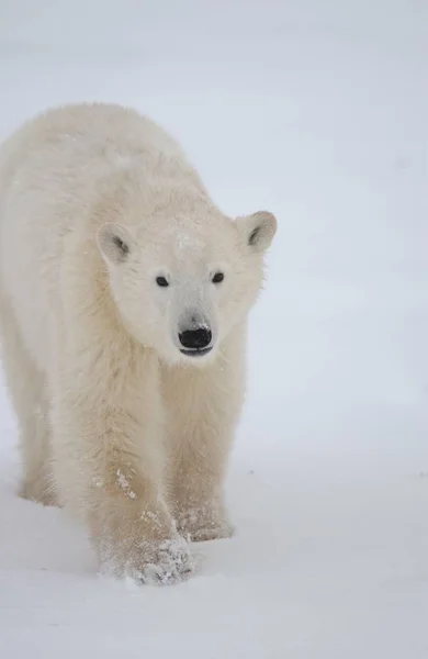 Kuzey Kutup Ayıları Kanada — Stok fotoğraf