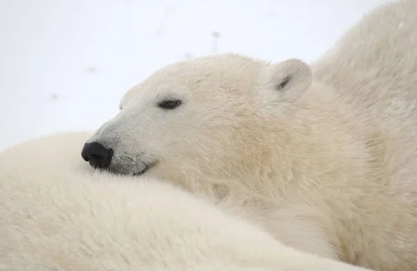 Polar Bears Canada North — стоковое фото