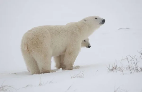 Arctic White Polar Bear Predator — Stock Photo, Image