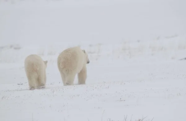 Witte Ijsbeer Dieren Het Wild — Stockfoto