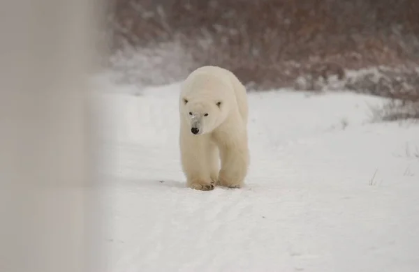 White Polar Bear Animals Wildlife — Stock Photo, Image