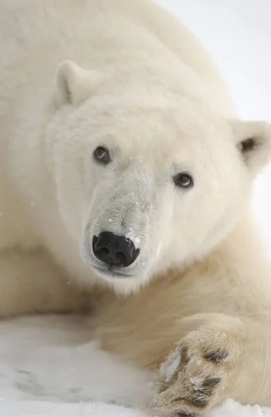 Urso Polar Branco Animais Selvagens — Fotografia de Stock