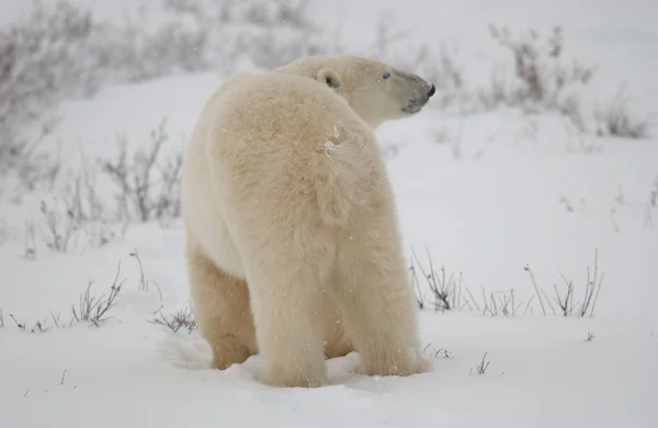 White Polar Bear Animals Wildlife — Stock Photo, Image