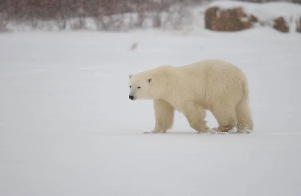 Fehér Jegesmedve Állatok Vadvilág — Stock Fotó