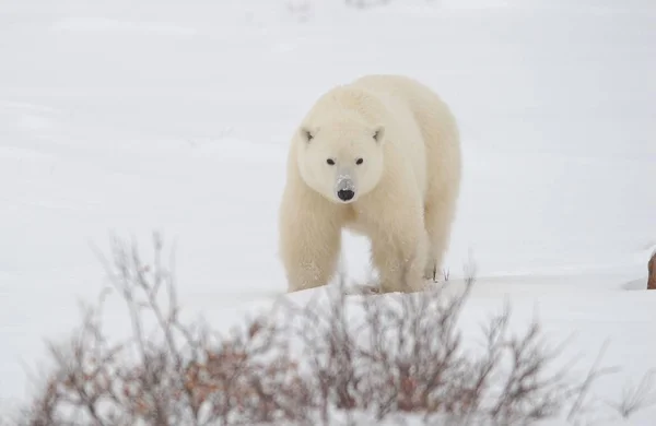 Urso Polar Branco Animais Selvagens — Fotografia de Stock