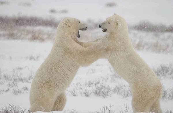 Bílý Lední Medvěd Volně Žijící Zvířata — Stock fotografie