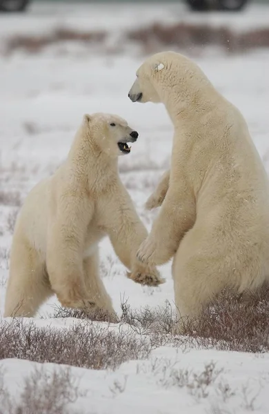 Белый Белый Медведь Животные Дикой Природы — стоковое фото