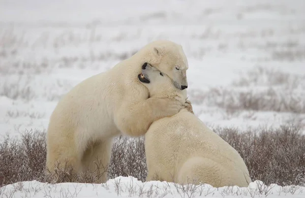 Urso Polar Branco Animais Selvagens — Fotografia de Stock