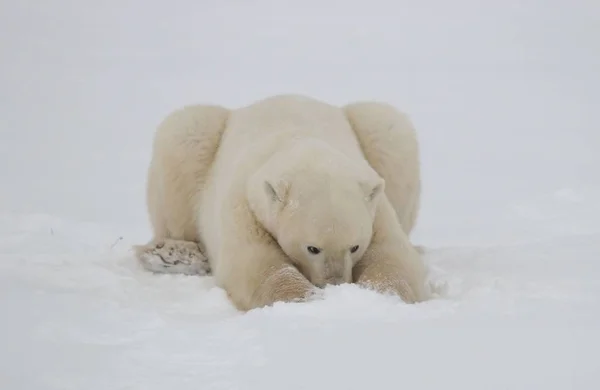 White Polar Bear Animals — 스톡 사진
