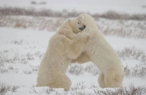 White Polar Bear Animals Wildlife — Stock Photo, Image