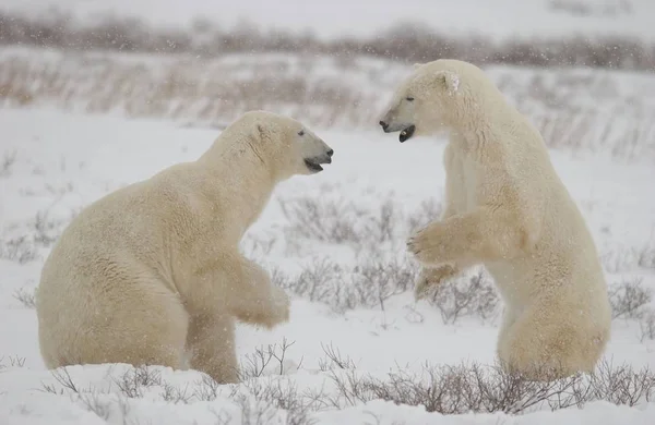 Urso Polar Branco Animais Selvagens — Fotografia de Stock