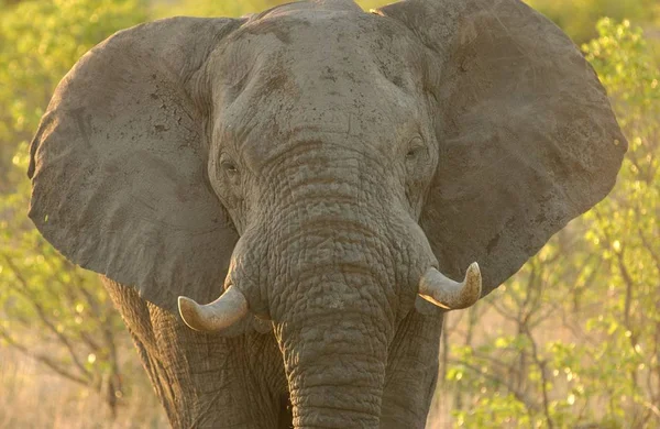 Африканское Млекопитающее Травоядное Животное Слон — стоковое фото