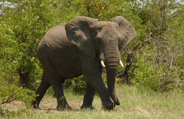 Mamífero Africano Animal Herbívoro Elefante — Fotografia de Stock