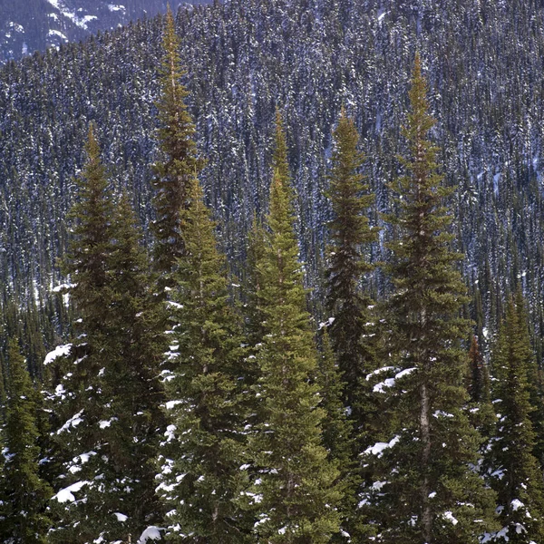 Evergreen Drzew Zboczach Górskich Whistler — Zdjęcie stockowe