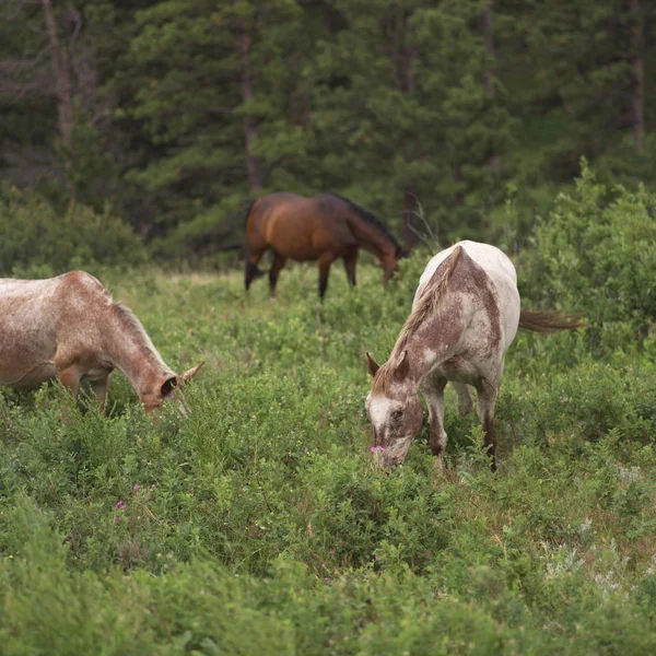 Utomhus Hästar Betesdjur — Stockfoto