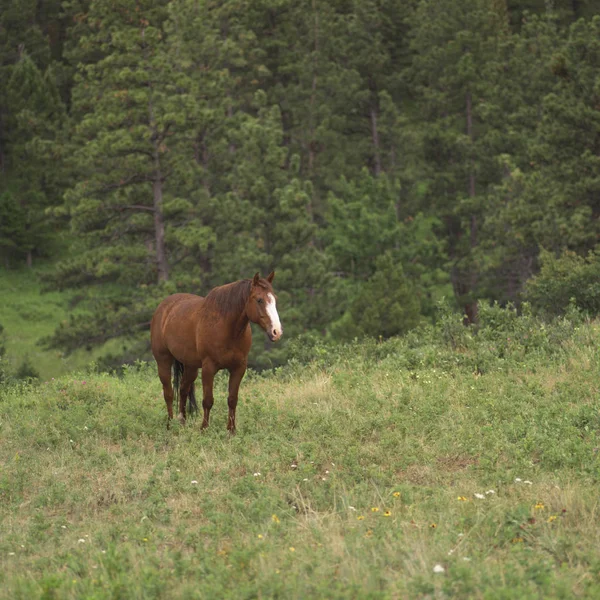 Млекопитающее Лошадь Чистокровная — стоковое фото