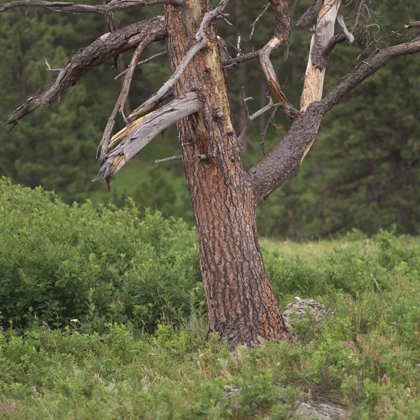 現場の枯れ木 — ストック写真