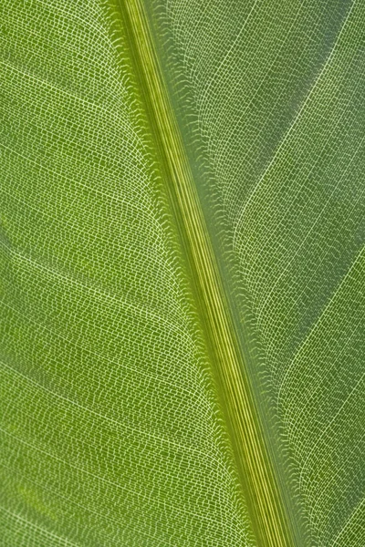 Fiore Strelizie Arancio Tropicale Fiore Uccello Del Paradiso — Foto Stock