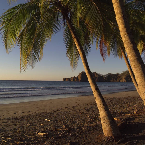 코스타리카 해안의 야자나무들 — 스톡 사진