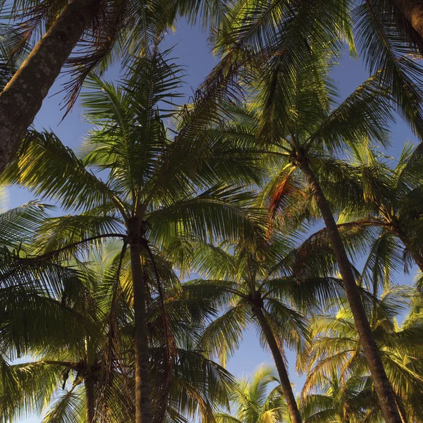 Palmbomen Costa Rica — Stockfoto