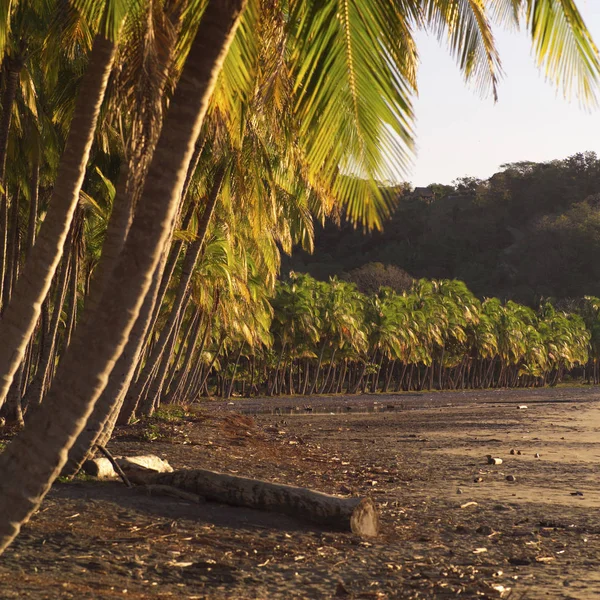 哥斯达黎加海岸的棕榈树 — 图库照片